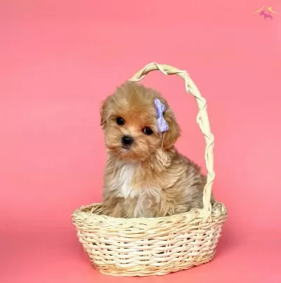 Mini Maltipoo Yavrular Yuva Bekliyor