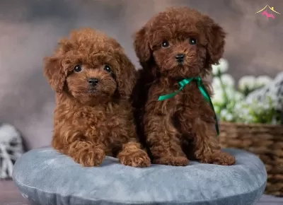 Mini Poodle Antialerjik Yavrular