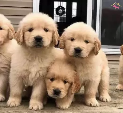 Ev Dogumlu Golden Yavrular