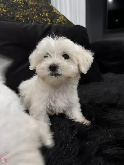 Minyatr A Kalite Kore Kan Maltes Terrier.
