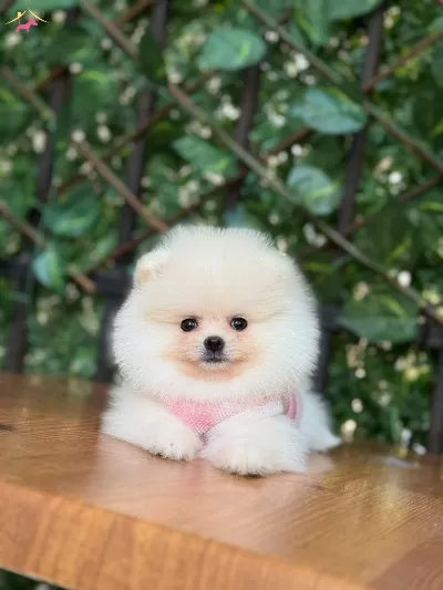 Pomeranian Boo Yavrusu