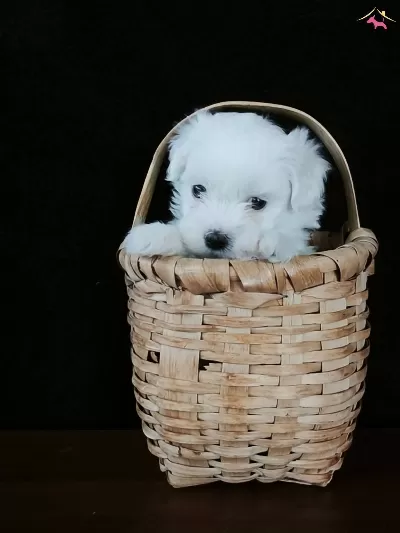 Minik Sifir Numara Maltese Terier Yavrular