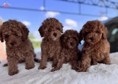 Muhteşem Poodle Bebekler