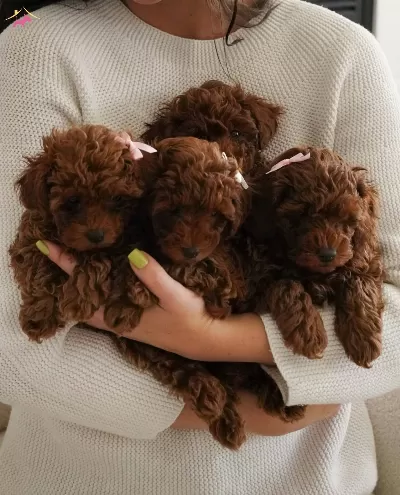 Sevimli Ve güzel Orjinal Poodle Bebekler