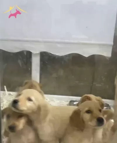 Piyasa Canavari Goldenlarımız