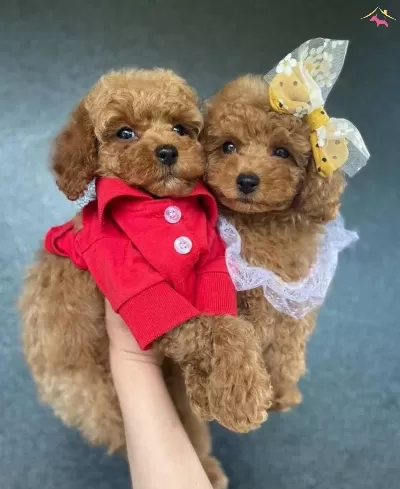 Etkileyici Essiz Ozelliklere Sahip Toy Poodle Yavrular