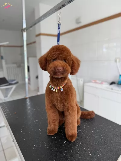 tüy Yumagi Kivir Kivir Poodle