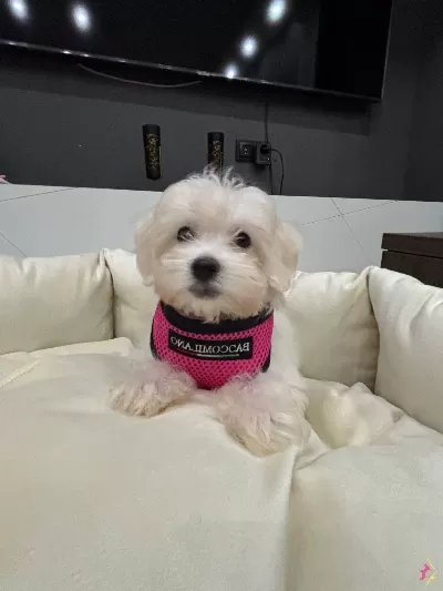 A Kalite Kore Kan Maltes Terrier Sıfır Numara Buyumez
