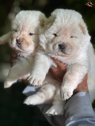 Muhteşem Efsane Cin Aslanı Chow Chow Yavrularımız