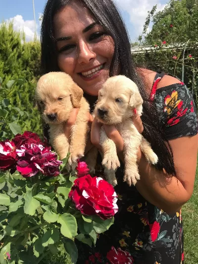Mukemmel Baby Face Golden Retriever Yavrularımız