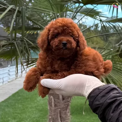 Kore Poodle Yavrum Sizleri Bekliyor