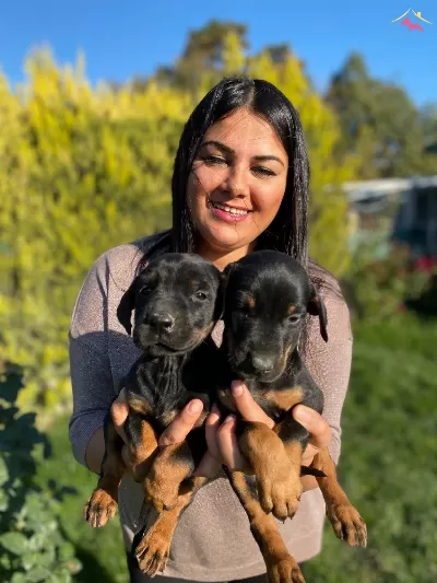 Safkan Doberman Yavrularımız