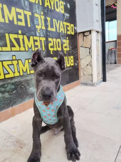 Iddia Ediyorum Irkının En Iyisi Hazır Estetikli Kapida Odeme