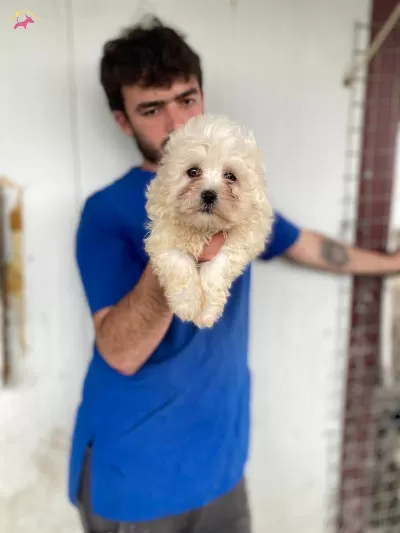 Beyaz Numara Maltese Terrier Yavrular