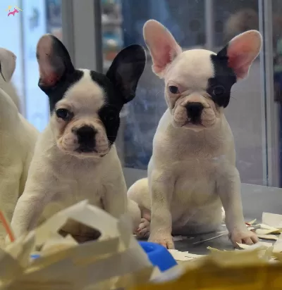 Uretim Ciftligindenirk Ve Sağlık Garantili French Bulldog