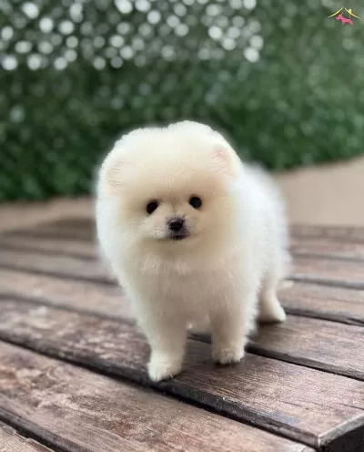 Sevimli Pomeranian Boo Yavrular