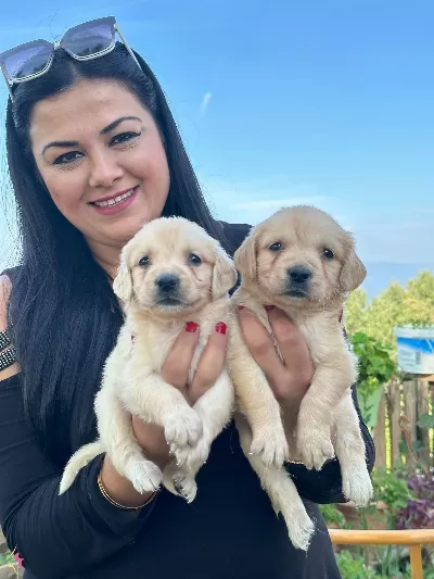 Safkan Golden Retriever Yavrularım