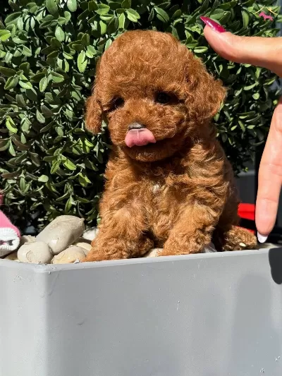 Muhteşem Kalitede Poodle Bebekler