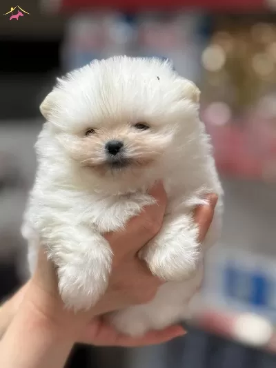Teddy Bear Pomeranian Boo Bebekler