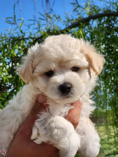 Baby Face Maltipoo Yavrular
