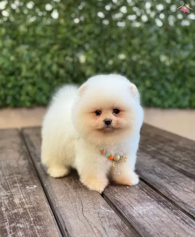 Oyuncu Pomeranian Boo Yavrular