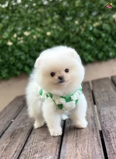 Pomeranian Boo Yavrular