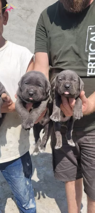 Iri Kafa Cane Corso Bebekler