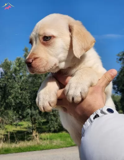 Safkan Labrador Bebekleri