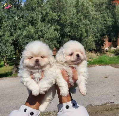 Mini Boy Pekinez Bebekler