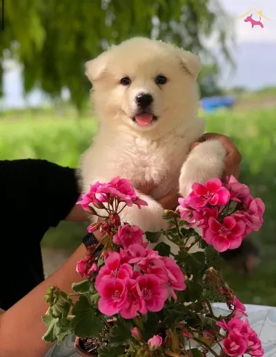 A Kalite Samoyed Bebeklerimiz