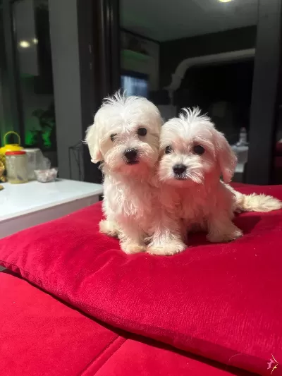 Orjinal Miniboy Kore Maltes Terrier Bebekler