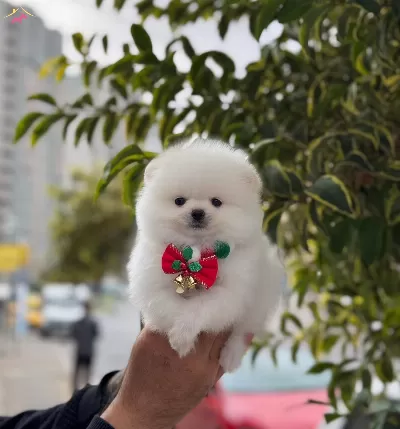 Pomeranian Uretim Ciftiginden