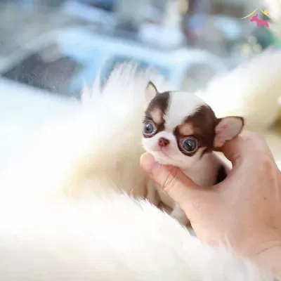 Teacup Xs Irkının En Iyisi