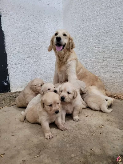 Safkan Irk Garantili Golden Yavrular