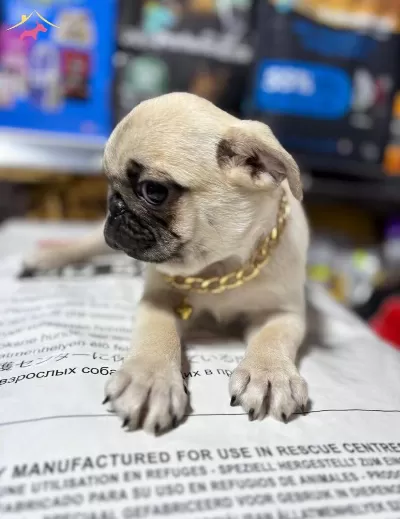Pug Burun Sirin Bebekler