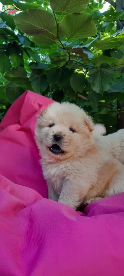 Chow Chow Bebeklerimiz