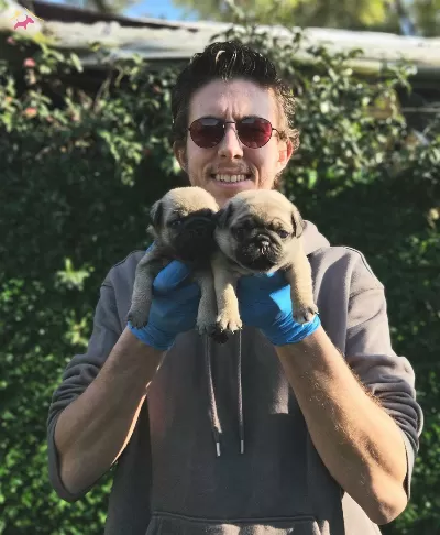A Kalitede Pug Mobs Yavrularımiz Gül Kuyruk
