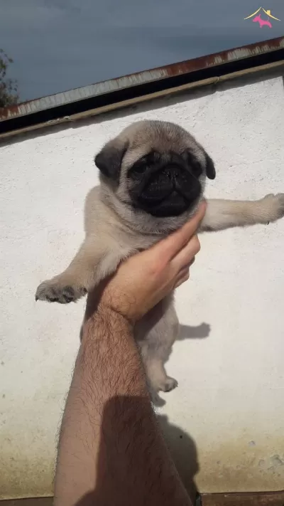 Mini Boy Pug Bebeklerimiz
