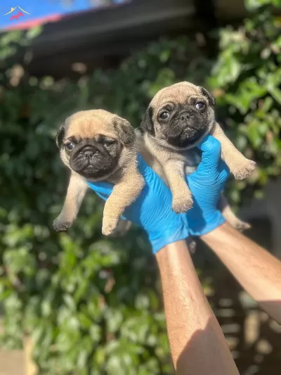 Safkan Pug Yavrularımız