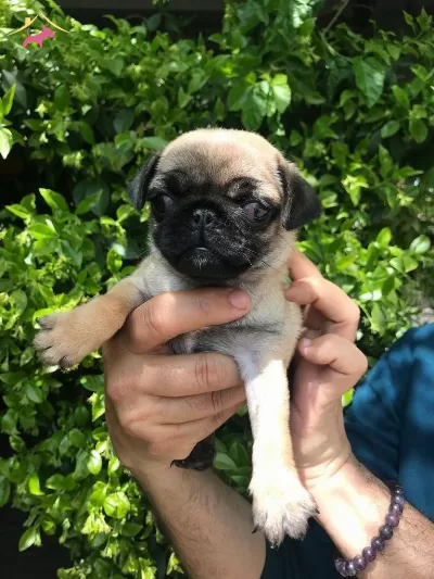 Safkan Pug Yavrularımız