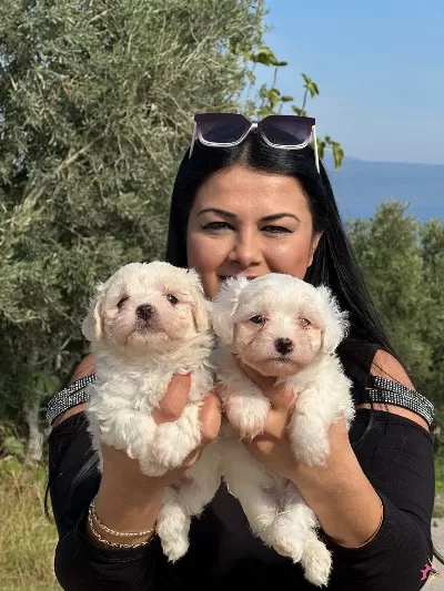 Sıfır Numara Maltese Terrier Yavrularımiz