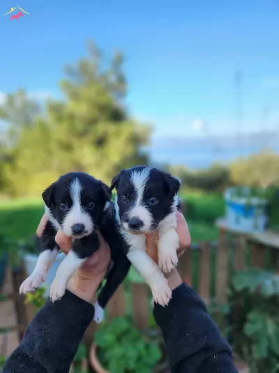 A Kalite Border Collie Yavrular