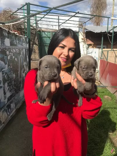 Cane Corso Yavrularımiz
