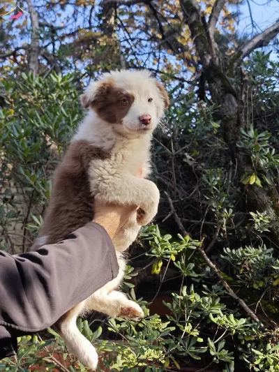 Chocolate White Ozel Renk Border Collie Yavruları