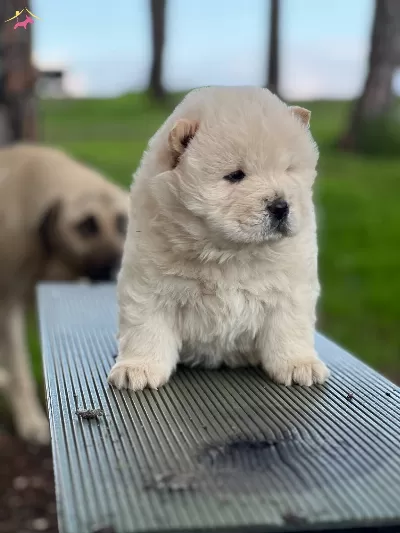 Chow Chow Yavrularımız Ruhsatlı Ciftlikten