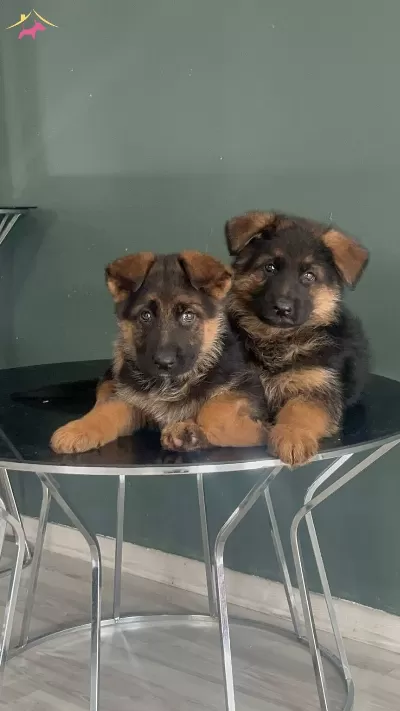 En Iyisini Arayanlar Icin
