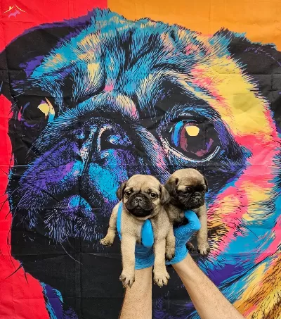 Disi Erkek Pug Mobs Yavrularımiz