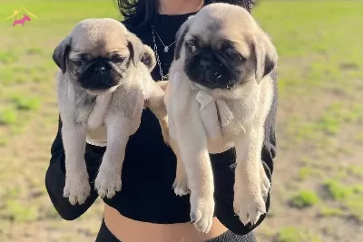 Safkan Pug Yavrularımiz