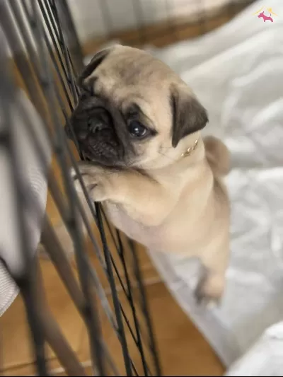 Pug Mops Yavrular sizler icin