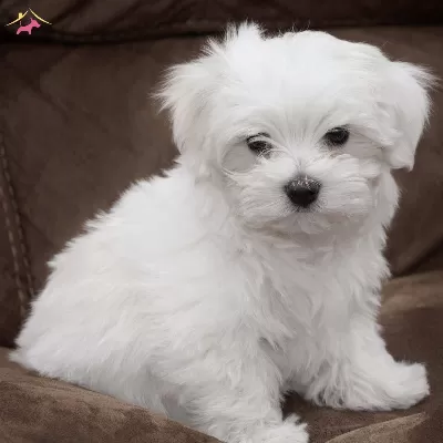 Kar Beyaz Mini Boy Maltese Terrier Bebekler